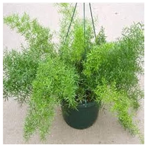 Product_Image